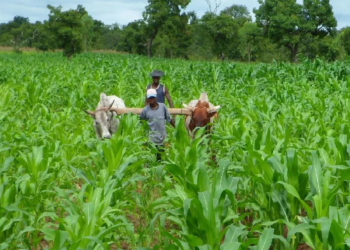 Création d’emplois dans l’agro-alimentaire : La Fondation Mastercard injecte 27,4 milliards CFA pour financer 373 agri-entrepreneurs
