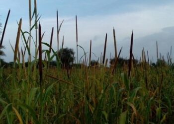 [vidéo] Darou Mousty : Des Oiseaux Granivores S’attaquent Aux Champs De Mil