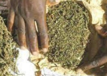 Kolda : Un dealer et un jakartaman arrêtés en possession de 3,5 kg de yamba