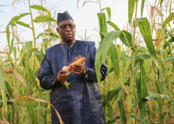 Souveraineté alimentaire: Macky Sall accélère la modernisation de l&rsquo;agriculture