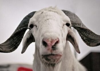 Tabaski 2023 : les trois causes du manque de moutons à Dakar