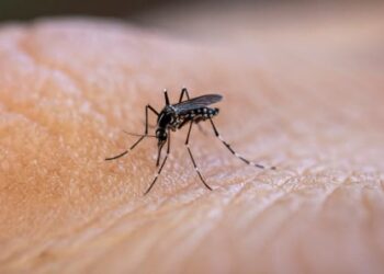 GAMOU TIVAOUANE 2023: Le service d’hygiène prévient sur les risques liés à la maladie du Chikungunya