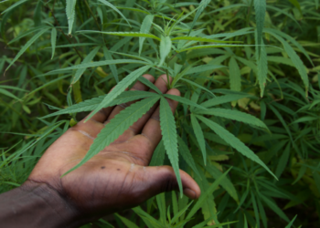 Ndoffane : Un septuagénaire cultivait du chanvre indien dans son jardin