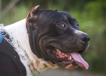 Parcelles Assainies : Il lâche son pitbull contre un élève de sixième