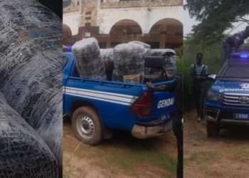 Mbour : 385 kg de chanvre saisis à Fadial