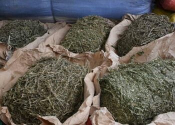 Forêt classée de Mbao : des individus interpellés en possession de chanvre indien