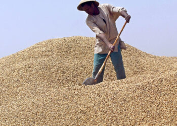 Campagne arachidière : près de 21.000 tonnes de graines collectées à Diourbel (DRDR)