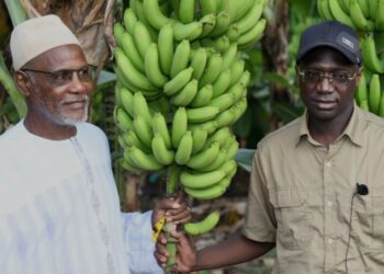 La banane sénégalaise vise l’autosuffisance avant 2029