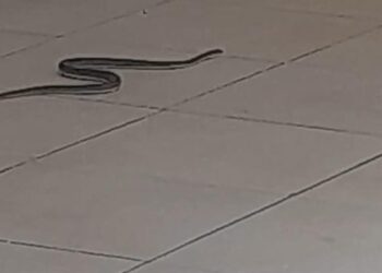 Tribunal d&rsquo;Instance de Pikine : Après l&rsquo;effondrement du mur, des serpents envahissent les lieux