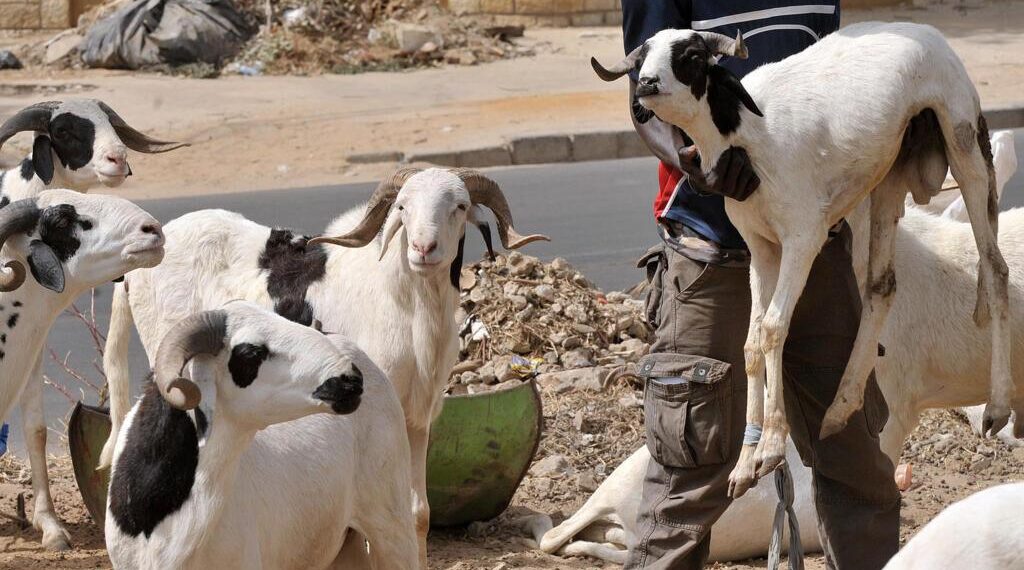 Tabaski 2026 : Le Sénégal célèbre le 28 mai, le Maroc le 27 mai