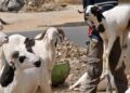 Tabaski 2026 : Le Sénégal célèbre le 28 mai, le Maroc le 27 mai