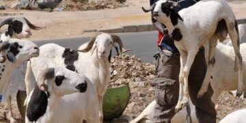 Tabaski 2026 : Le Sénégal célèbre le 28 mai, le Maroc le 27 mai